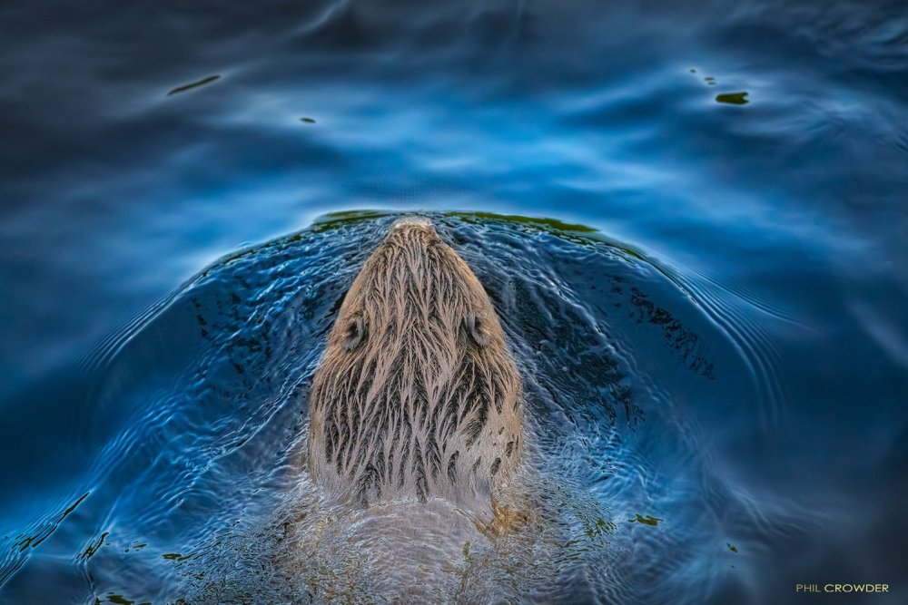 A wildlife photographer picture of a beaver swimming under a bridge