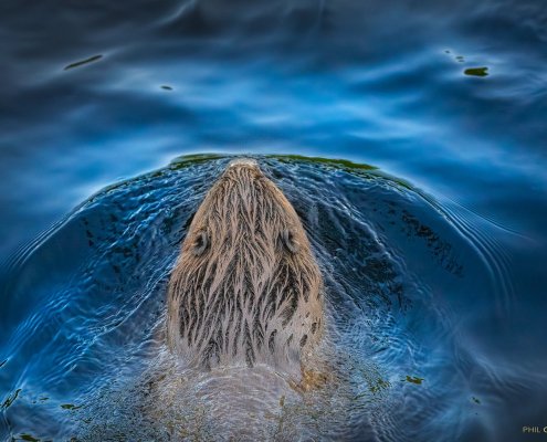 A wildlife photographer picture of a beaver swimming under a bridge