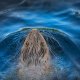 A wildlife photographer picture of a beaver swimming under a bridge