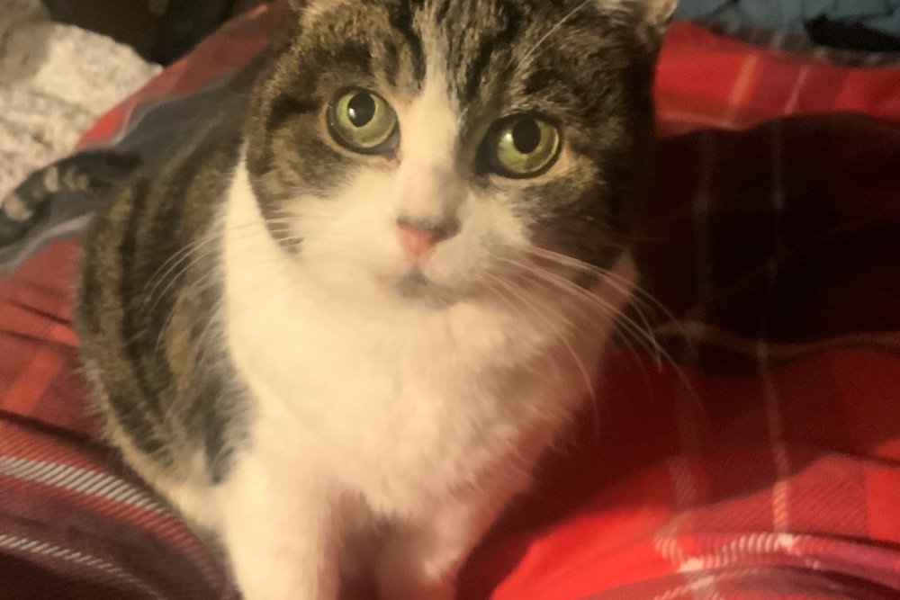 A picture of a clients cat who was her motivation for better liver health