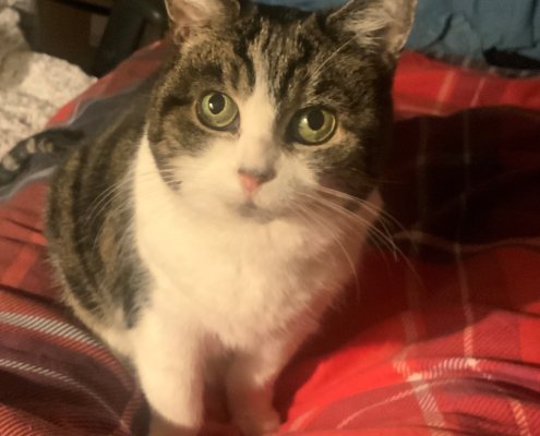 A picture of a clients cat who was her motivation for better liver health