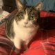 A picture of a clients cat who was her motivation for better liver health